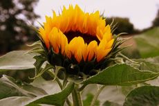 Sonnenblume_0044.jpg